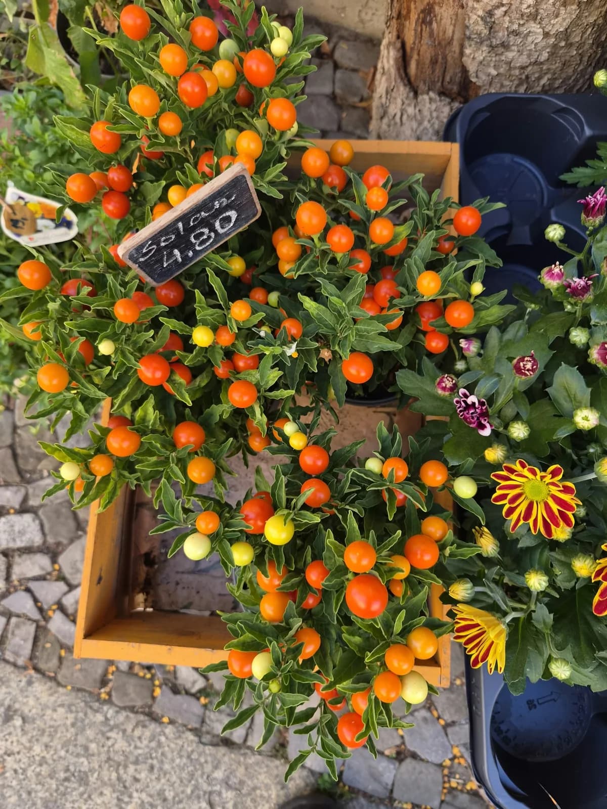 Gartenmotiv 17: Mehr aus dem Laden