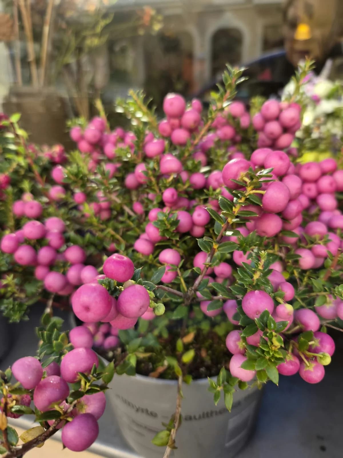 Gartenmotiv 19: Mehr aus dem Laden