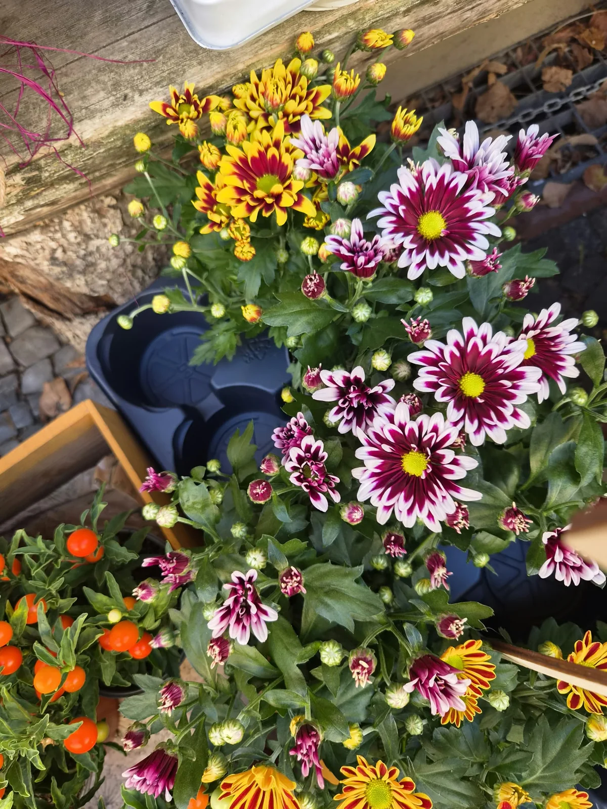Gartenmotiv 16
