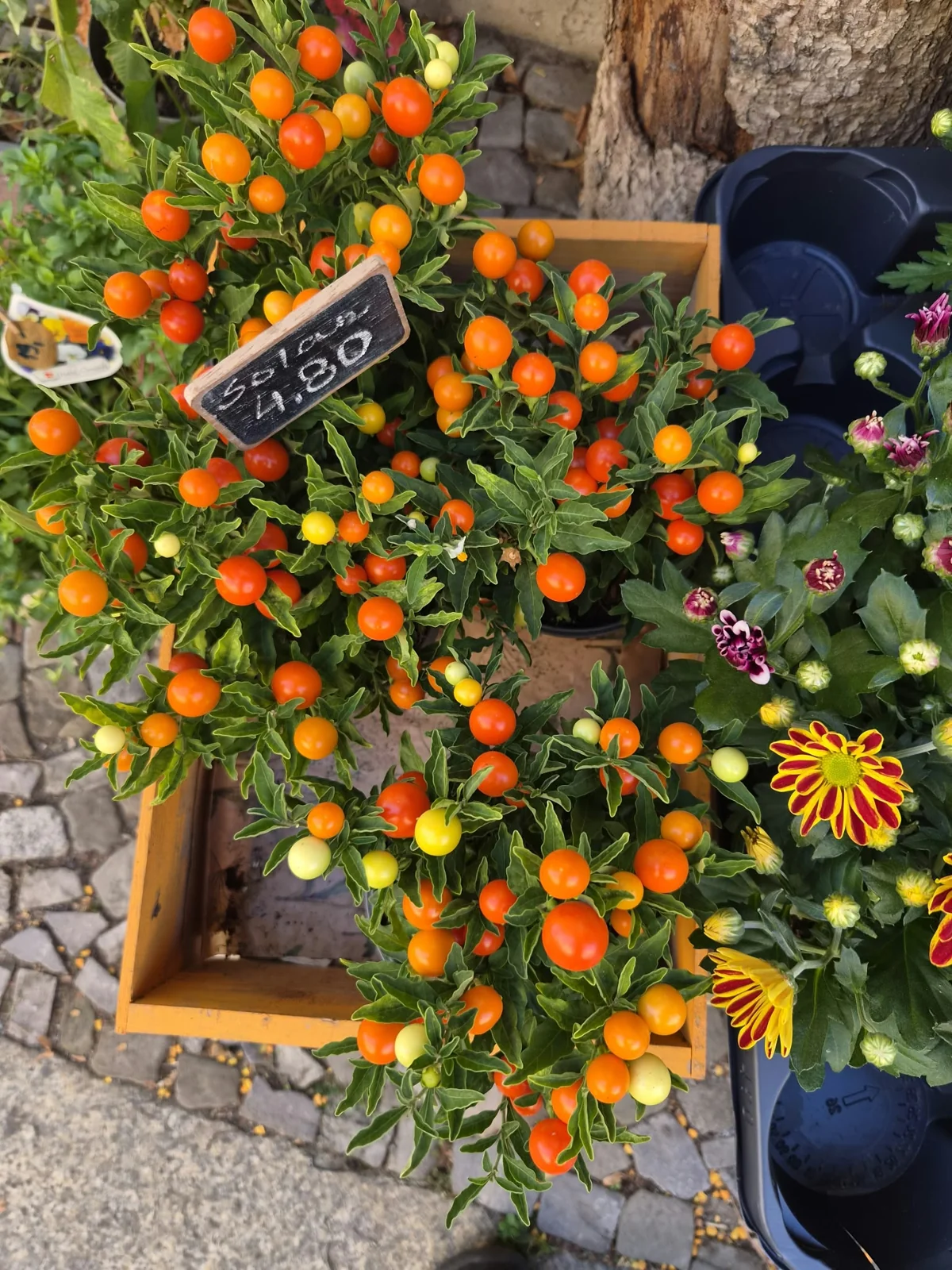 Gartenmotiv 17