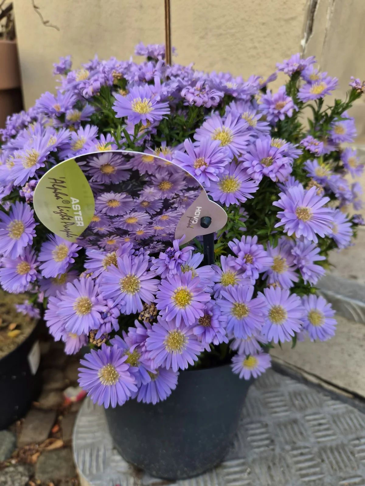 Gartenmotiv 18