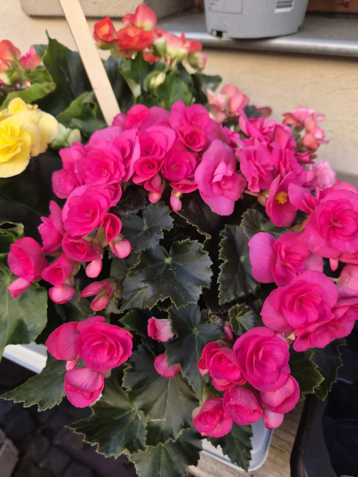 Gartenmotiv 20