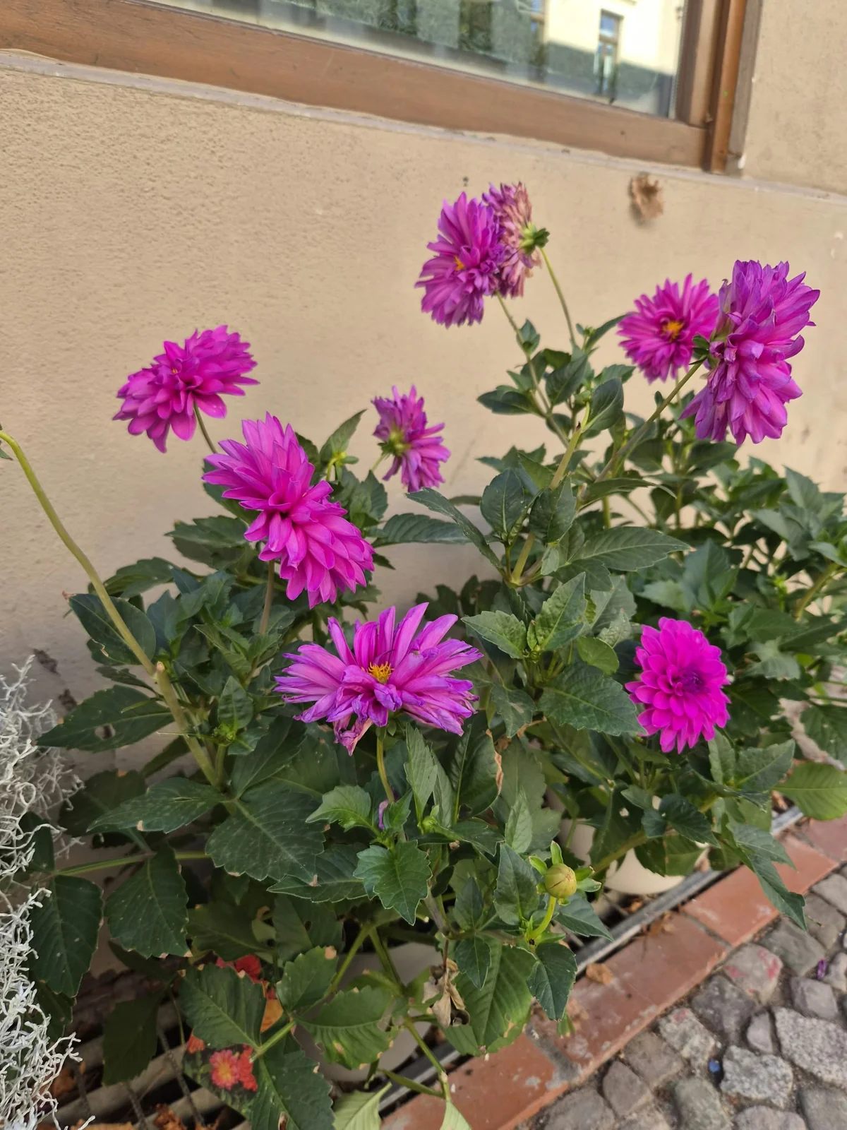 Gartenmotiv 21